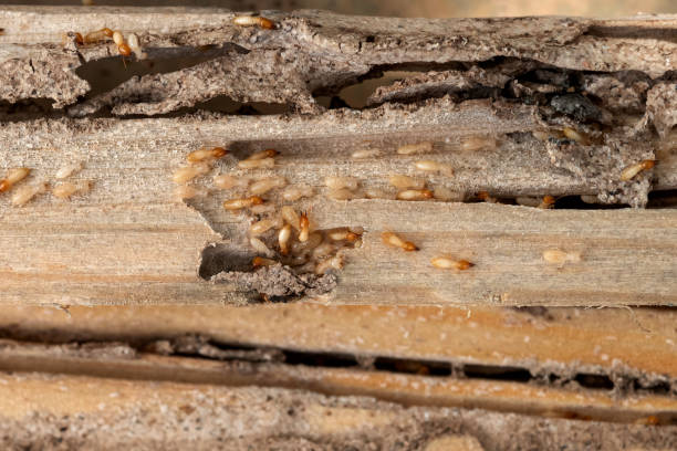 Professional Pest Control in Seaford, DE