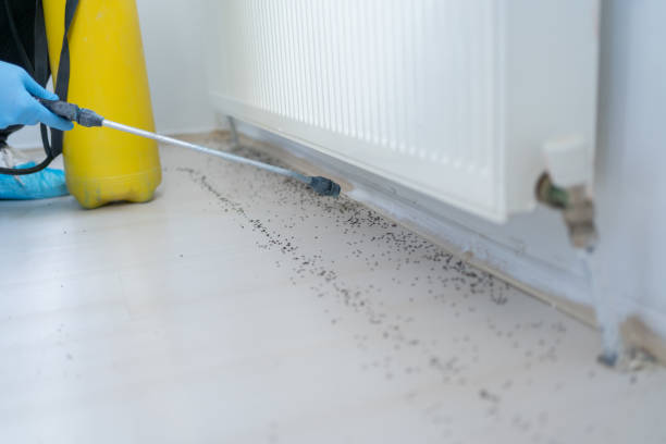 Best Insect Control  in Seaford, DE